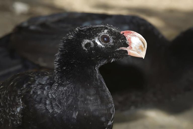 Top 15 Rarest Birds in The World