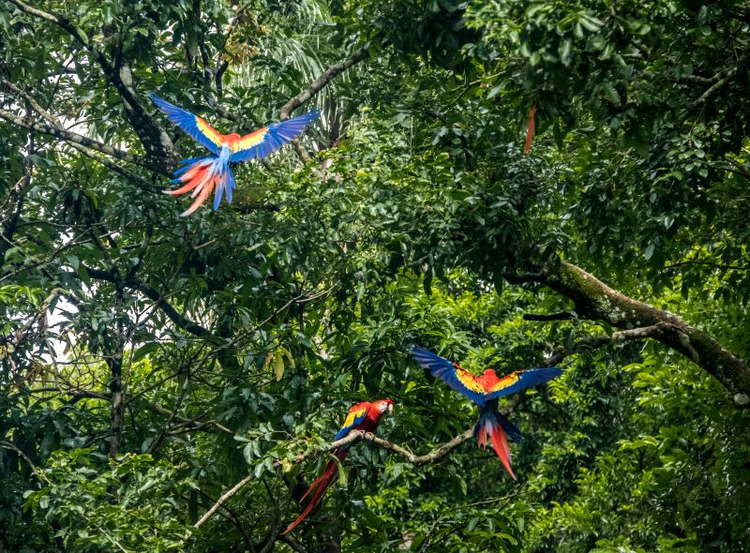 Discover the Beauty of the Amazon Rainforest Birds