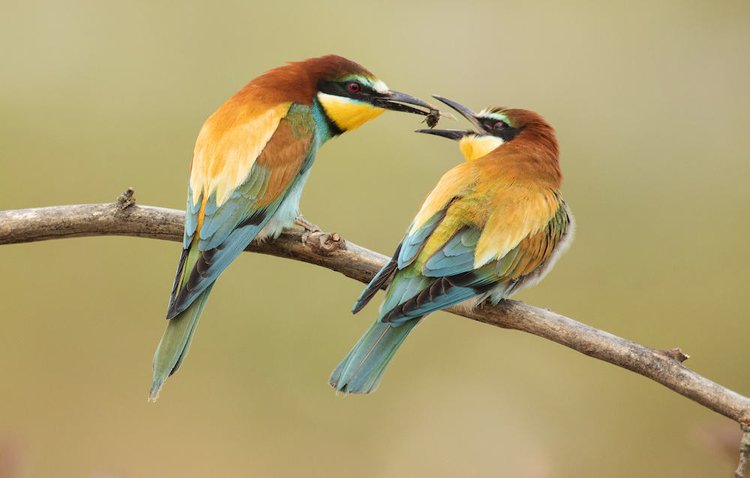 Top Birding Guide Books