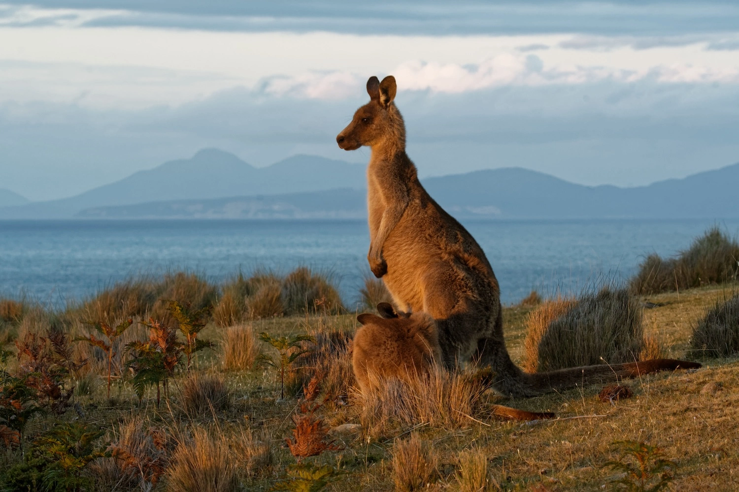 Eastern Grey Kangaroo Tasmania