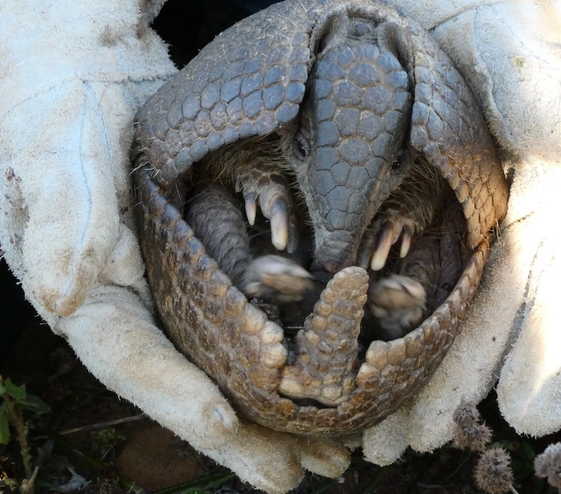 Brazilian three-banded armadillo curled into a defensive ball, displaying its protective armored shell.