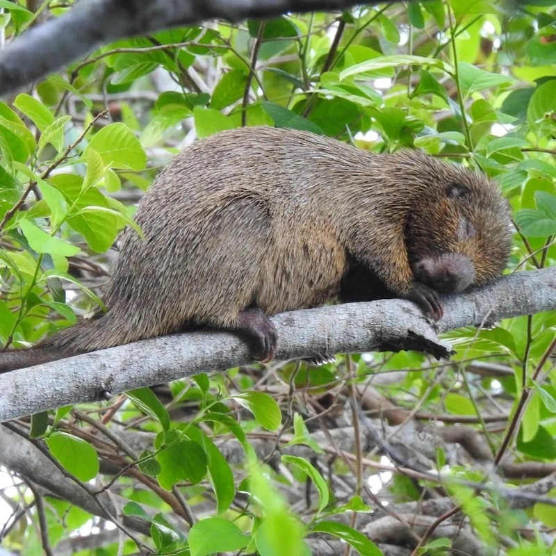 Bristle-spined porcupine resting on a tree branch, surrounded by bright green leaves in its forest habitat.