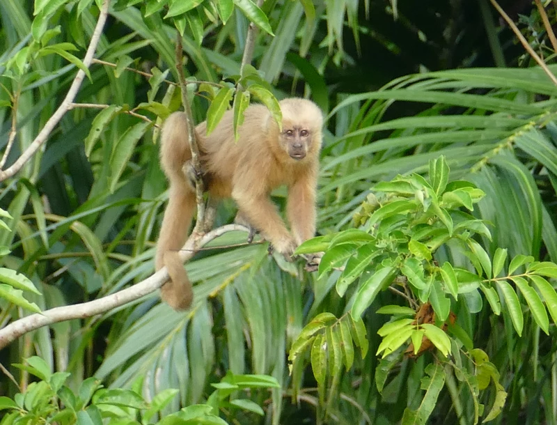 Juvenile Blond Capuchin Monkey perched on a tree branch in the Brazilian Atlantic Forest surrounded by lush green foliage