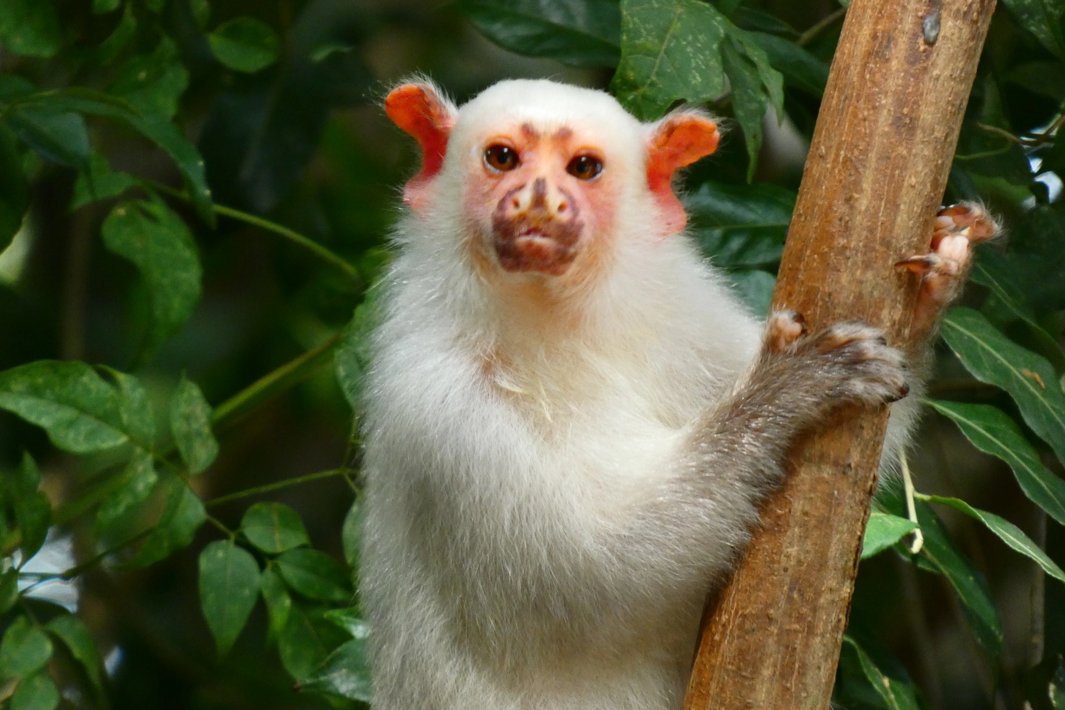Silvery marmoset clinging to a tree branch in the Amazon rainforest