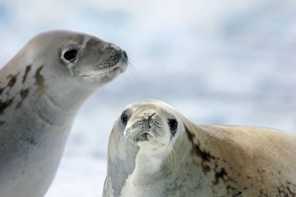 Two Weddell seals resting on Antarctic ice with a snowy background