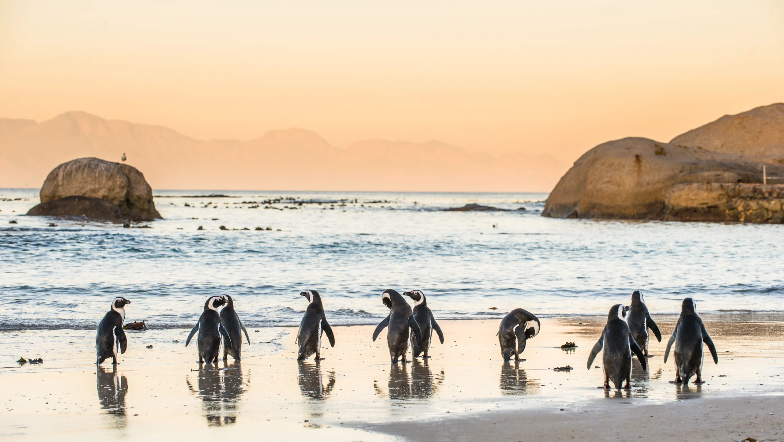 African penguins walking along the shoreline at Boulders Beach during sunset in South Africa