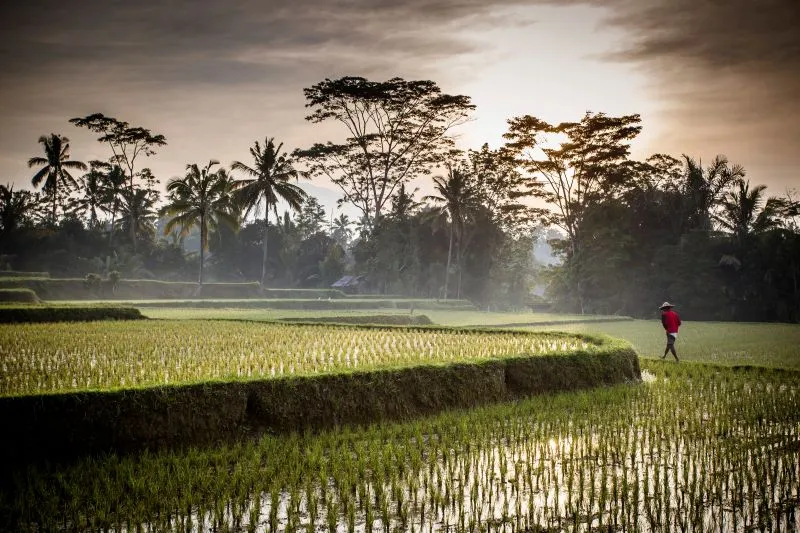 Farmer walking along the edge of a flooded rice field at sunrise near Ubud, Bali, Indonesia, with palm trees and misty forest in the background.