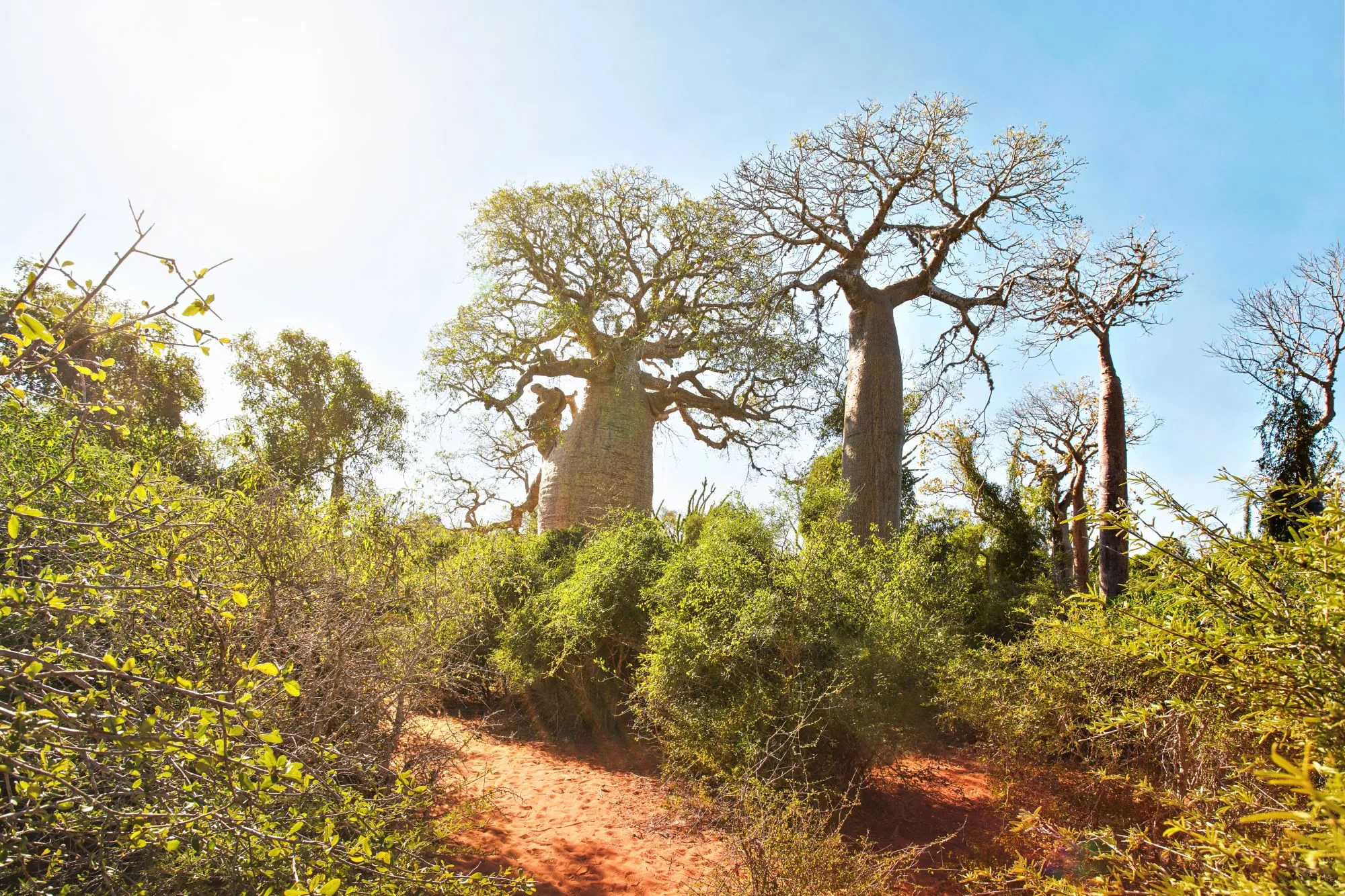 Baobab and octopus trees in Madagascar’s spiny forest under bright sunlight and blue skies