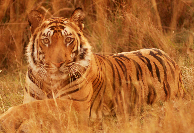 Bengal tiger resting in tall golden grass in an Indian wildlife reserve