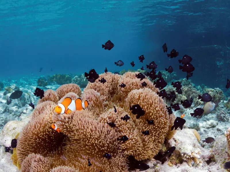 Underwater view of a clownfish in a sea anemone surrounded by black damselfish on a vibrant coral reef in Wakatobi, Indonesia.