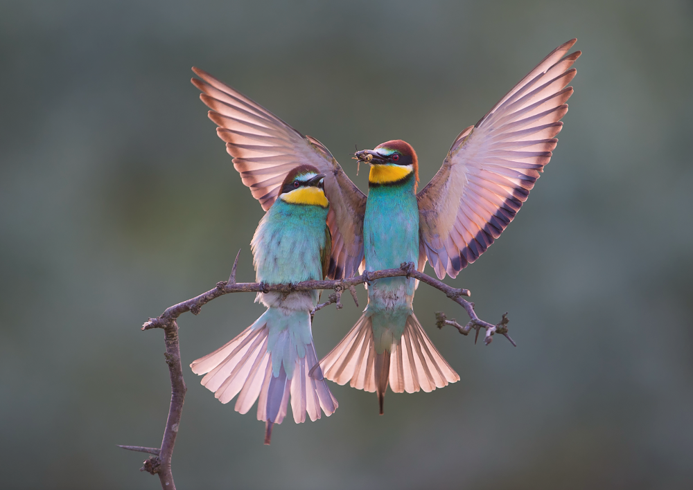 Two European bee-eaters perched on a branch, one with wings spread holding an insect in its beak