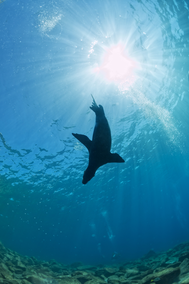 Silhouette of a playful Galápagos sea lion pup swimming near the ocean surface with sun rays streaming through crystal-clear blue water.