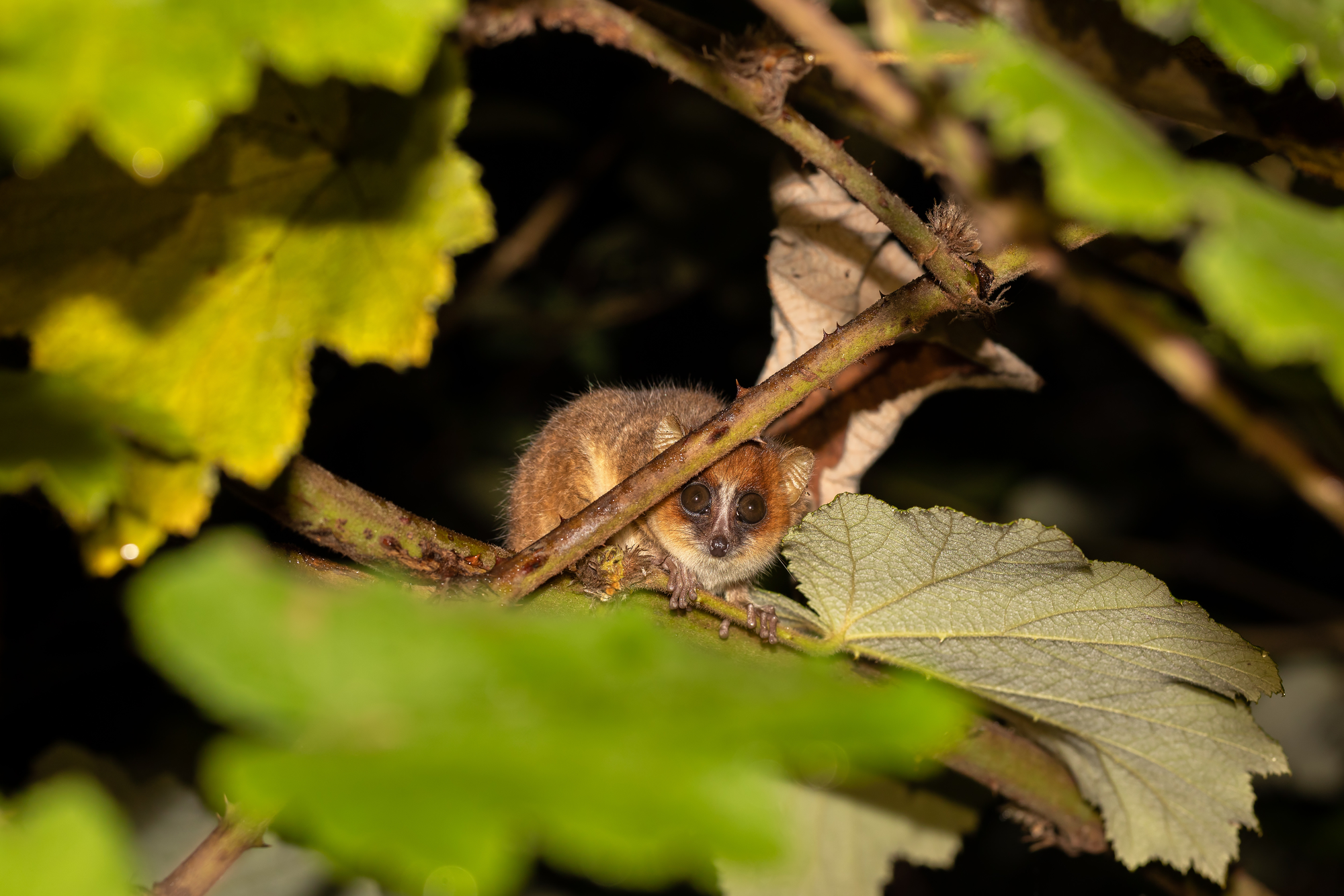 Goodman’s mouse lemur spotted at night in Madagascar’s forest, perched on a branch among leaves