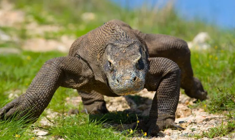 Close-up of a Komodo dragon walking on a grassy trail in Komodo Island, Indonesia, showcasing its scaly texture and powerful stance.