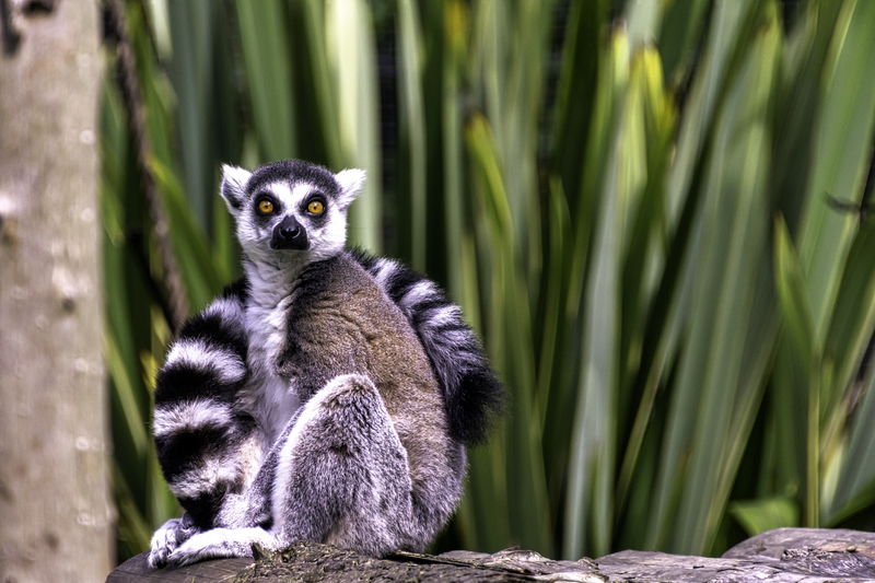 Ring-tailed lemur sitting on a log with bright yellow eyes and striped tail in Madagascar