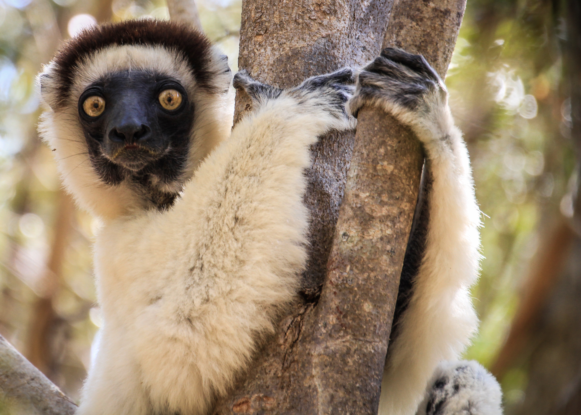 Verreaux’s sifaka lemur clinging to a tree in Kirindy Forest, Madagascar