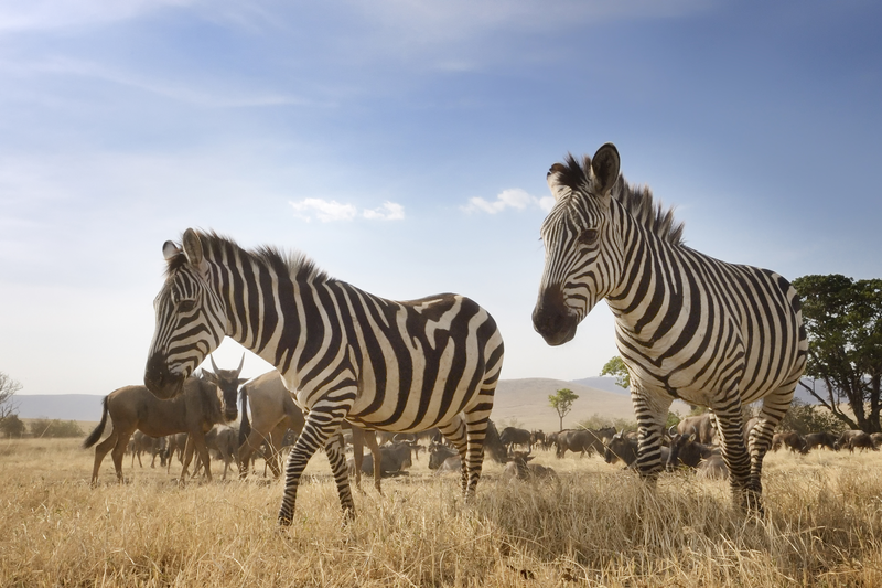 Two zebras grazing on the African savanna with a herd of wildebeests in the background under a clear blue sky