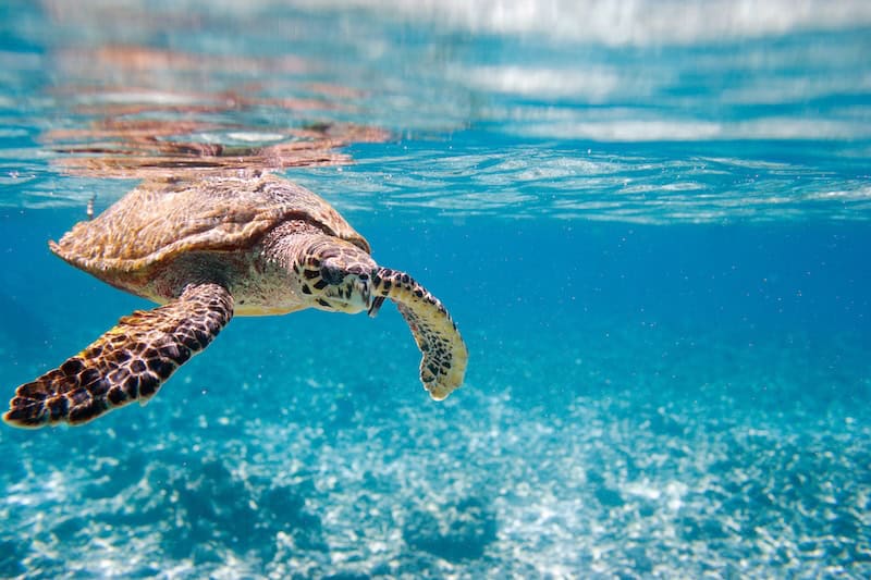 Hawksbill turtle