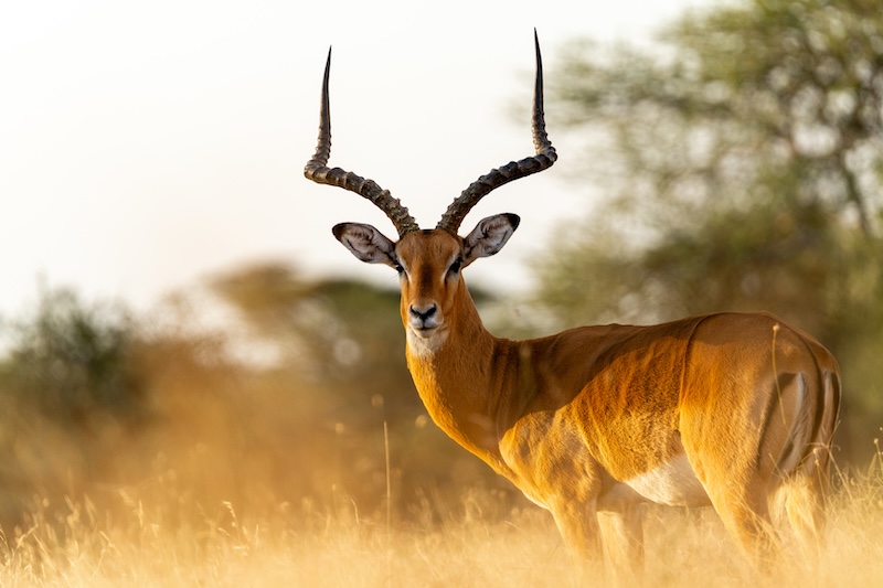 Impala in the Serengeti