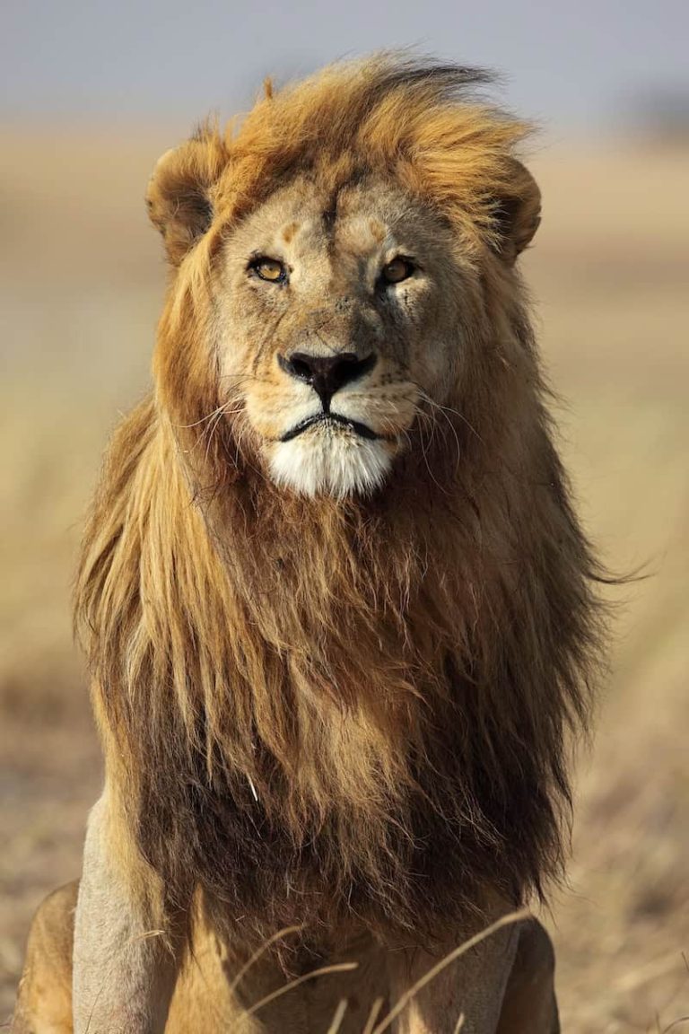 Male lion