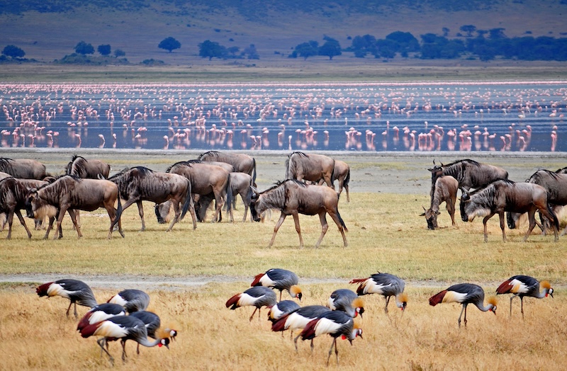 Wildebeest, crowned cranes, and flamingos at Ngorongoro Crater