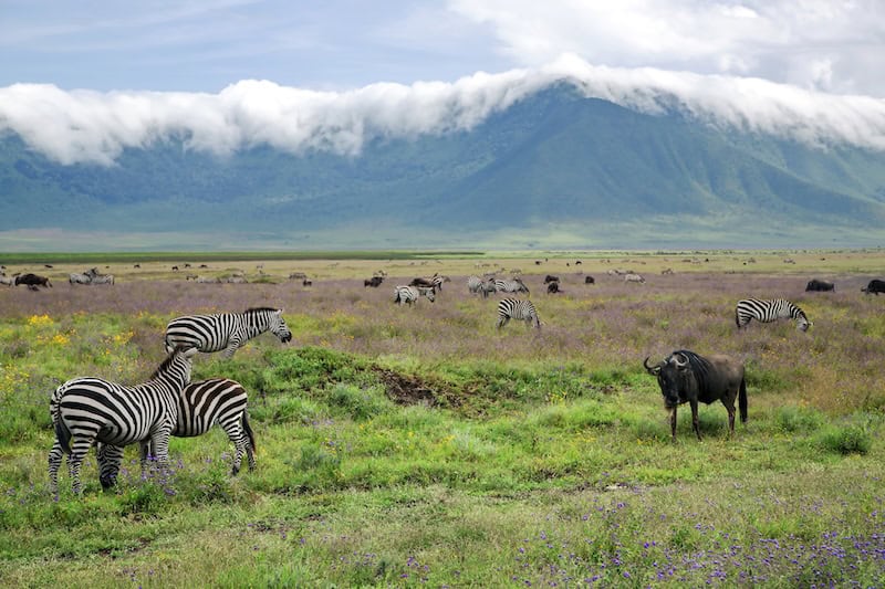 Zebras and wildebeest grazing on the Ngorongoro Crater floor with misty mountains in the background, Tanzania safari landscape.