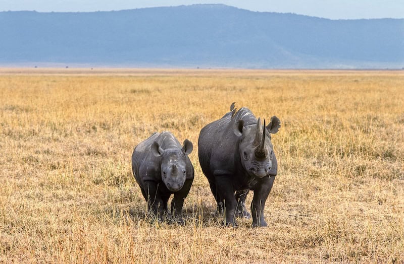 Two endangered black rhinos walking across golden grasslands in Ngorongoro Crater, Tanzania wildlife safari