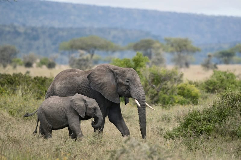 Mother and baby elephant in Serengeti National Park