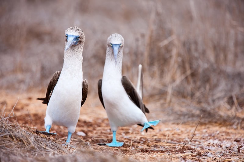 Two blue-footed boobies standing on dry ground in the Galápagos Islands, known for their distinctive blue feet