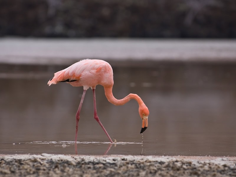 Flamingo feeding in a shallow lagoon on Floreana Island in the Galápagos, filtering food from the water