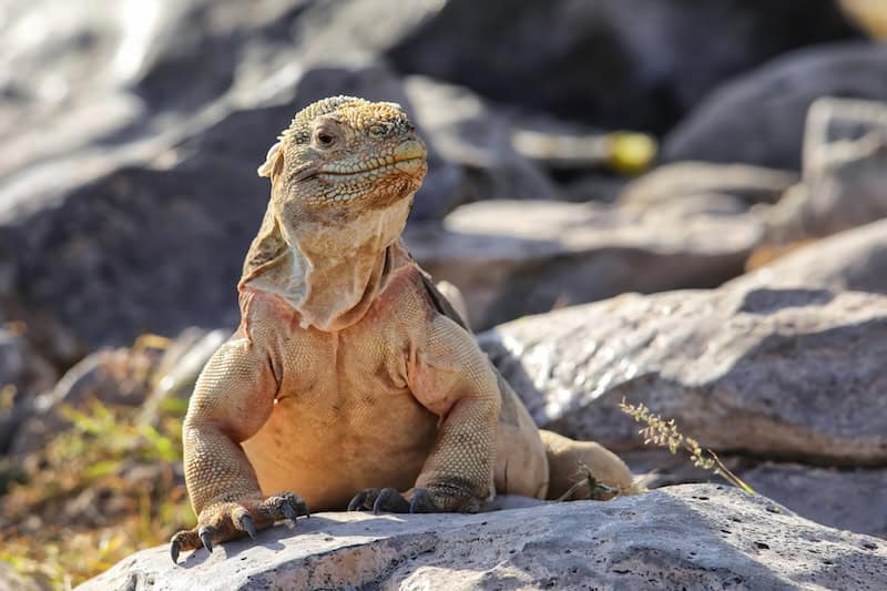 Galapagos wildlife land iguana resting on volcanic rock on Santa Fe Island, showing adaptations to arid island environments