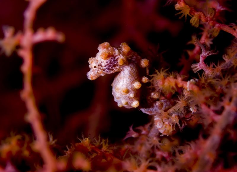 Tiny pygmy seahorse camouflaged on coral during a macro Wakatobi diving excursion