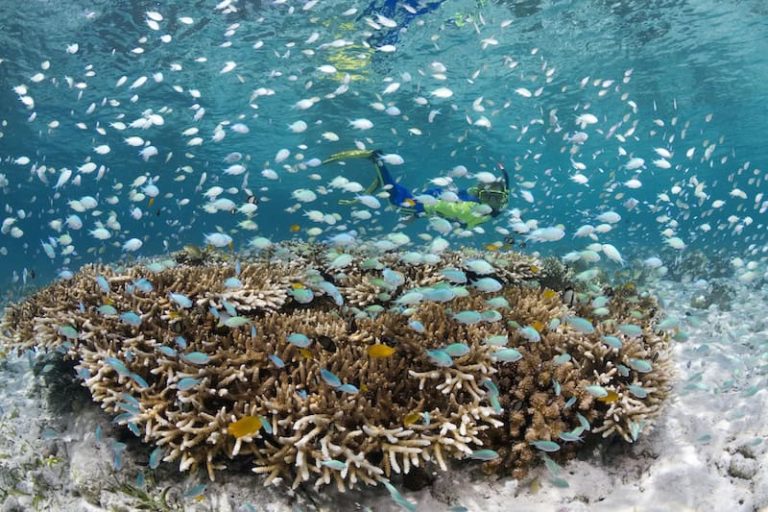 Snorkeler swimming above a coral-covered house reef in Wakatobi, Indonesia, surrounded by reef fish