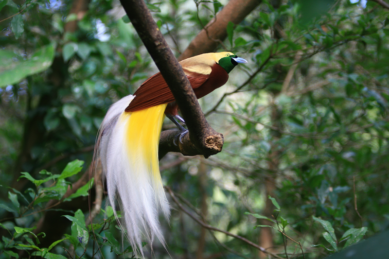 Male Raggiana Bird-of-Paradise displaying elaborate yellow and white plumage, Papua New Guinea's national bird