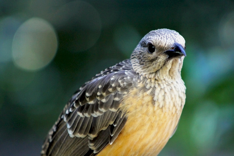 Fawn-breasted Bowerbird displaying distinctive scaled plumage pattern found in Papua New Guinea highlands