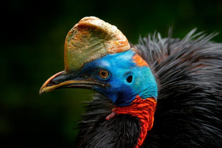 Southern Cassowary close-up showing bright blue head, orange neck wattle, and distinctive casque in Papua New Guinea
