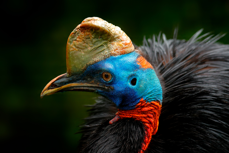 Southern Cassowary close-up showing bright blue head, orange neck wattle, and distinctive casque in Papua New Guinea