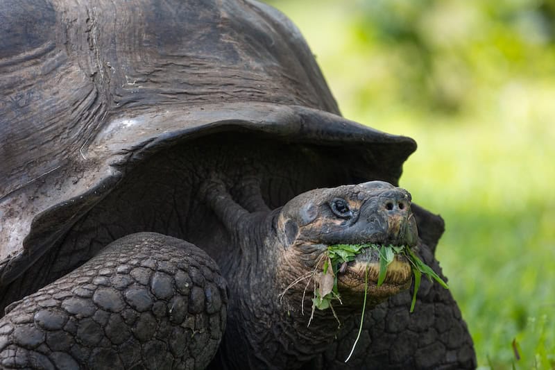 Galápagos giant tortoise eating grass on Santa Cruz Island