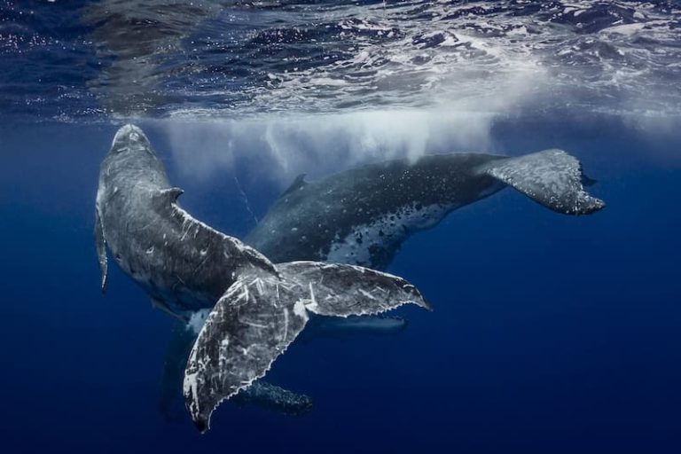 Two humpback whales swimming beneath the ocean surface