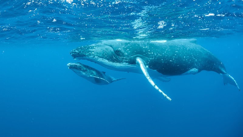 Humpback whale mother and calf swimming together underwater