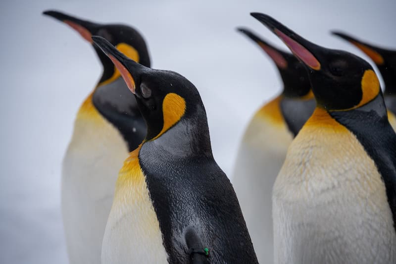 Group of king penguins standing together on snowy ground in Antarctica