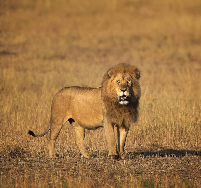 Male lion standing in golden savanna grass in Africa