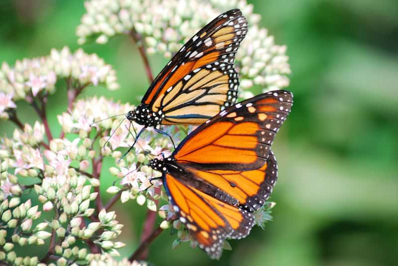 Two monarch butterflies feeding on flowers in Mexico