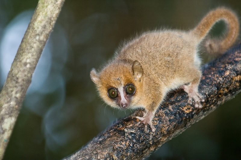 Grey mouse lemur clinging to a tree branch in Madagascar