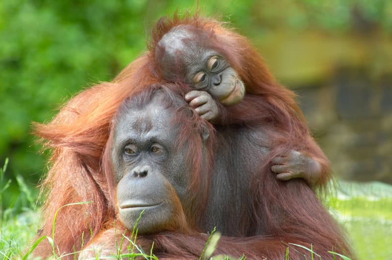 Mother orangutan with baby in the rainforest of Borneo