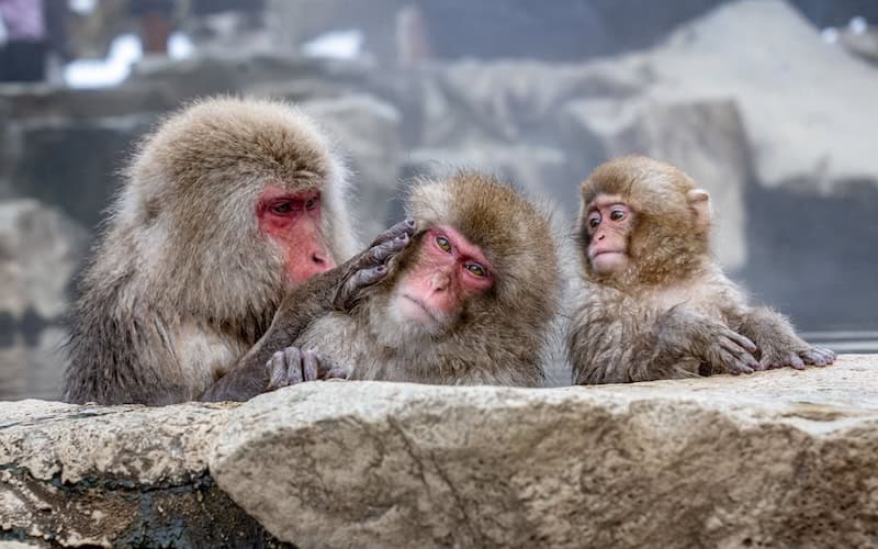 Japanese macaques grooming each other in a natural hot spring in Japan