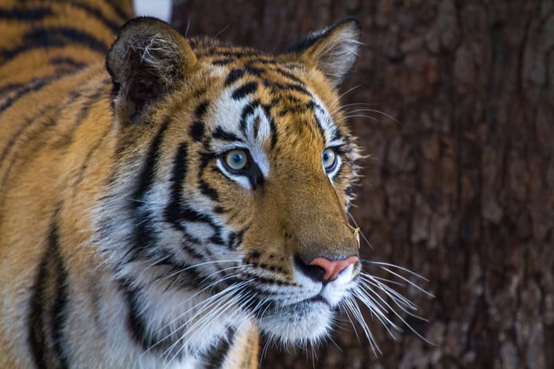Close-up of a Bengal tiger in an Indian wildlife reserve