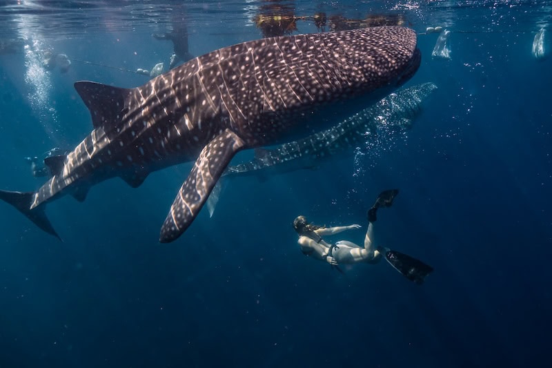 Snorkeler swimming alongside a whale shark in clear blue ocean water