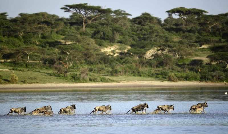 Wildebeest herd crossing a river during the Great Migration in Tanzania