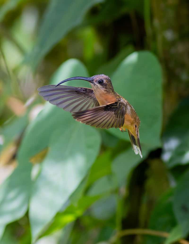 Bronzy Inca hummingbird hovering in Ecuador’s cloud forest during a Miru Adventures Ecuador bird watching tour